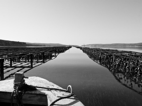 Fall of the&nbsp;Wild